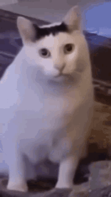 haa