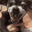 cupe dog